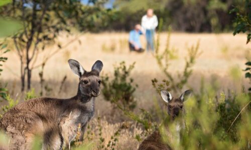 Breakfast with the Roos