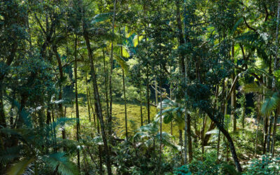 24.-Rainforest-Views