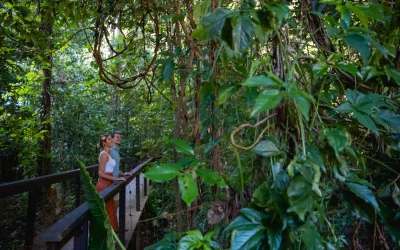 @phlipvids Daintree Eco Lodge-18