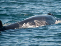 A bonus sighting of a Sei Whale_Erwin Vermeulen