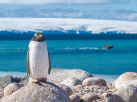 ANT1920 - by Dagny Ivarsdottir-18