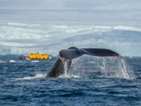 ANT2018.19_Zodiac_Cruising_michellesole21