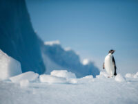 Adelie Penguin © Unknown Photographer - Oceanwide Expeditions.jpg_Unknown Photographer