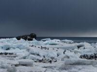 Adelie Penguins on an ice-clogged beach of Saunders Island, South Sandwich Islands_Dorine van Boekhout