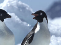 Adélie Penguins_Wim van Passel