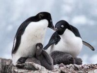 Adelie penguins 7 6x4 © Sara Jenner - Oceanwide Expeditions.jpg_Sara Jenner