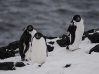 Adelie penguins, Detaille Island, Polar Circle, Antarctica © Jamie Scherbeijn-Oceanwide Expeditions (1).JPG_Jamie Scherbeijn