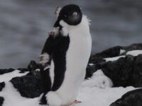 Adelie penguins, Detaille Island, Polar Circle, Antarctica © Jamie Scherbeijn-Oceanwide Expeditions (2).JPG_Jamie Scherbeijn