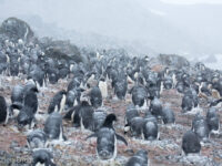 Adelie penguins, Kinnes Cove © Arjen Drost, Natureview - Oceanwide Expeditions.jpg_Arjen Drost