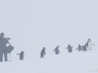 Adelie penguins, Kinnes Cove © Sandra Petrowitz - Oceanwide Expeditions (1).jpg_Sandra Petrowitz
