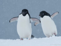 Adelie penguins, Kinnes Cove © Sandra Petrowitz - Oceanwide Expeditions.jpg_Sandra Petrowitz