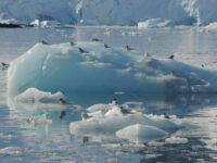 Antarctic terns on an ice floe_Siegfried Woldhek