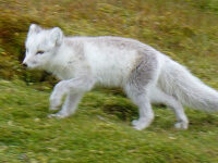 Arctic Fox © JHS - Oceanwide Expeditions_JHS
