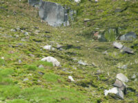 Arctix Fox, Spitsbergen, July_Erwin Vermeulen