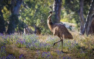 Arkaba_Flinders-Ranges_Conservation-Emu