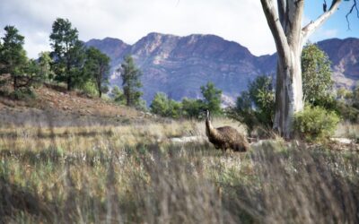 Arkaba_Flinders-Ranges_Emu