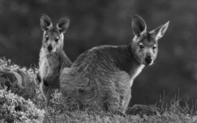 Arkaba_Flinders-Ranges_Euro-Joey