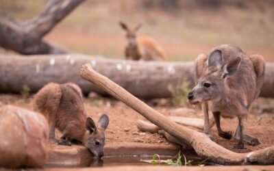 Arkaba_Flinders-Ranges_Hide-Euro