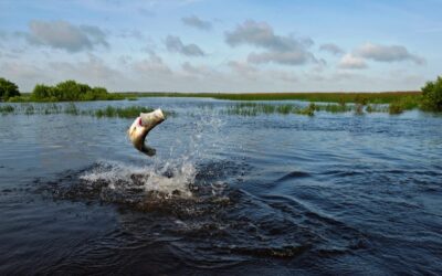 Bamurru-Plains_Top-End_Barramundi-Jumping
