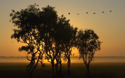 © Peter Eve - Licenced to Wilderness Australia for unlimited usage in all media. Not to be resold. Not to be archived by third parties. Peter Eve may reproduce all images in any media format.