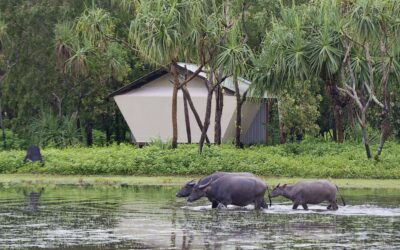 Bamurru-Plains_Top-End_Buffalo-Bungalow-Water