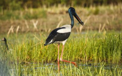 Bamurru-Plains_Top-End_Jabiru-Andre-Erlich