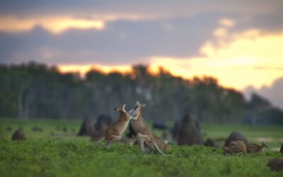 Bamurru-Plains_Top-End_Kanagroo-Fight