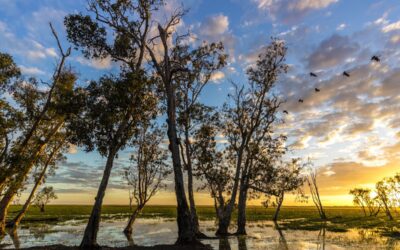 Bamurru-Plains_Top-End_Magpie-Geese-Clouds