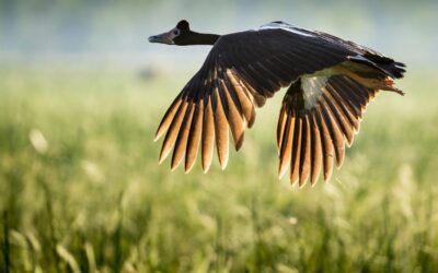 Bamurru-Plains_Top-End_Magpie-Goose-Richard-IAnson