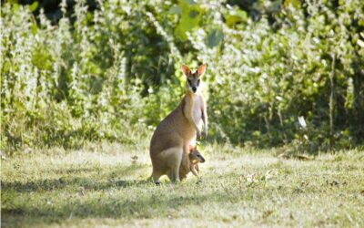Bamurru-Plains_Top-End_Wildlife-1