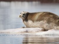 Bearded Seal, Spitsbergen, July_Joerg Ehrlich