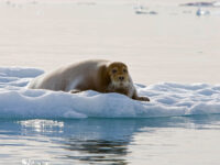 Bearded Seal, Spitsbergen, June © Franco Banfi-Oceanwide Expeditions.jpg_Franco Banfi
