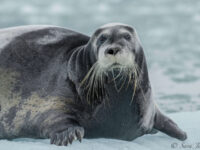Bearded Seal © Sara Jenner - Oceanwide Expeditions.jpg_Sara Jenner