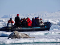 Bearded seal, Zodiac cruising, Svalbard, Juli © Nikki Born-Oceanwide Expeditions.jpg_Nikki Born