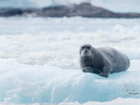 Bearded seal on an ice floe © Melissa Scott - Oceanwide Expeditions_Melissa Scott