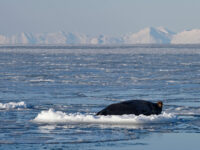 Bearded seal on an ice floe © Sarah Gerats - Oceanwide Expeditions.jpg_Sarah Gerats