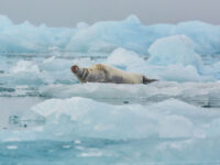Bearded seal on the pack ice © Markus Eichenberger - Oceanwide Expeditions.jpg_Markus Eichenberger