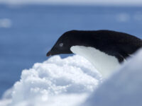 Beautiful Adélie Penguin_Wim van Passel