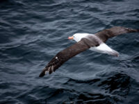 Black-browed albatross © Laura Mony - Oceanwide Expeditions.jpg_Laura Mony