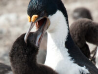 Blue-eyed shag feeding_Erwin Vermeulen