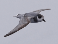 Blue petrel © Meike Sjoer - Oceanwide Expeditions.jpg_Meike Sjoer