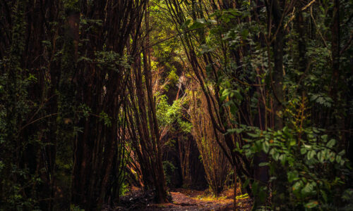 Bosque Piedra