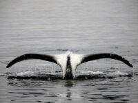 Bowhead Whale © Amos Nachoum - Oceanwide Expeditions_Amos Nachoum