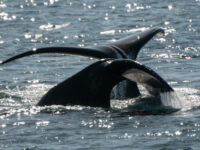 Bowhead Whales - Greenland Whales © Phil Wickens - Oceanwide Expeditions_Phil Wickens