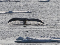 Bowhead whale © Marijke de Boer - Oceanwide Expeditions.jpg_Marijke de Boer