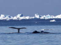 Bowhead whales © Morag Livingstone - Oceanwide Expeditions.jpg_Morag Livingstone