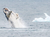 Breaching Humpback whale © Ross Wheeler - Oceanwide Expeditions.jpg_Ross Wheeler