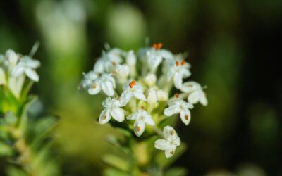 CaddieMag_Huntingdale_Oct18-33