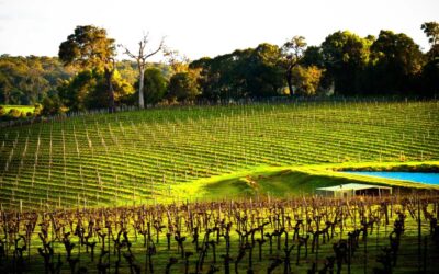 Cape-Lodge_Margaret-River_Vineyards-Pool