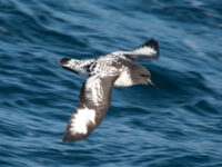 Cape Pigeon © Erwin Vermeulen - Oceanwide Expeditions.jpg_Erwin Vermeulen